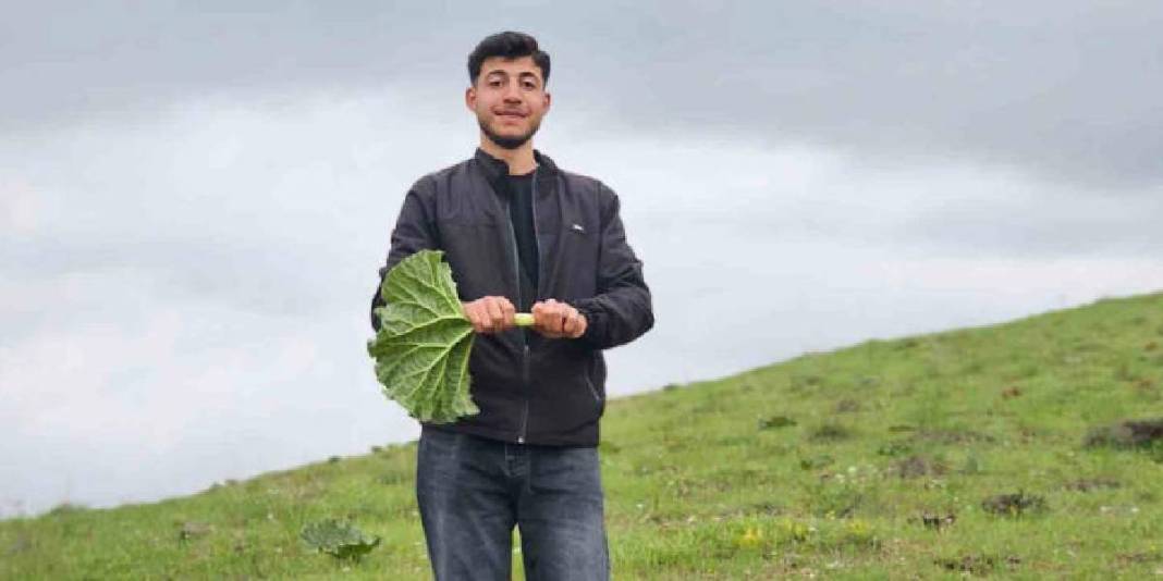 Vatandaşın yüksek rakımda mesaisi başladı! Tek tek toplayıp, kilosunu 150 TL’den satıyorlar 7